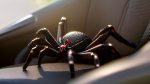 guide to keeping spiders out of your car